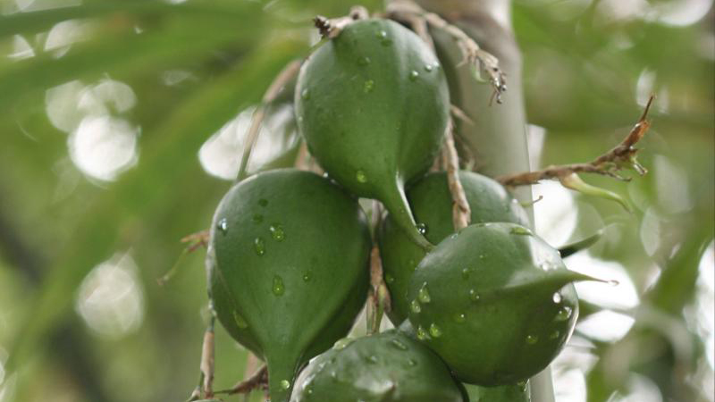 What is in a bamboo fruit? Researchers find out